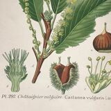 Old botanical plates XIXth