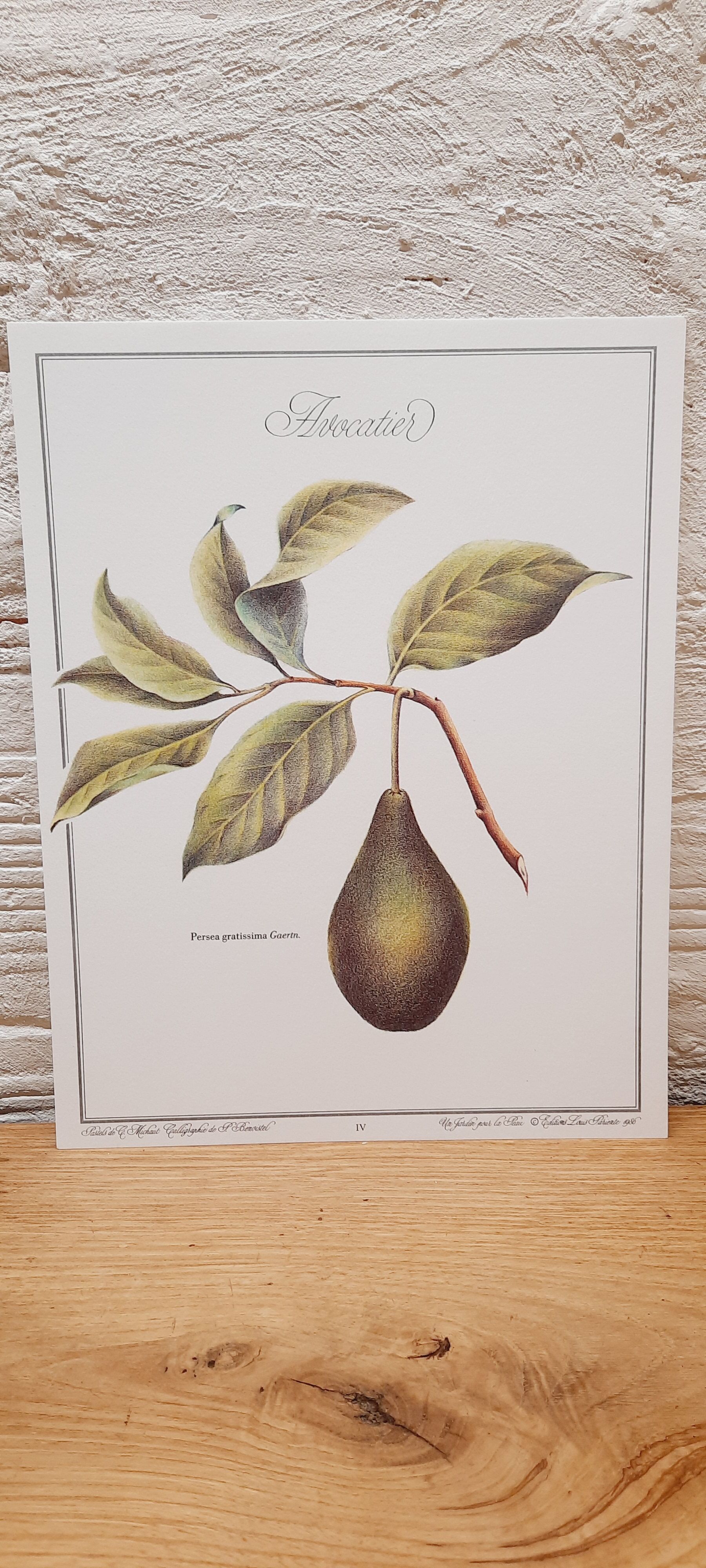Botanical plate Avocado