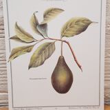 Botanical plate Avocado
