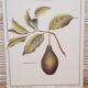 Planche botanique  Avocatier