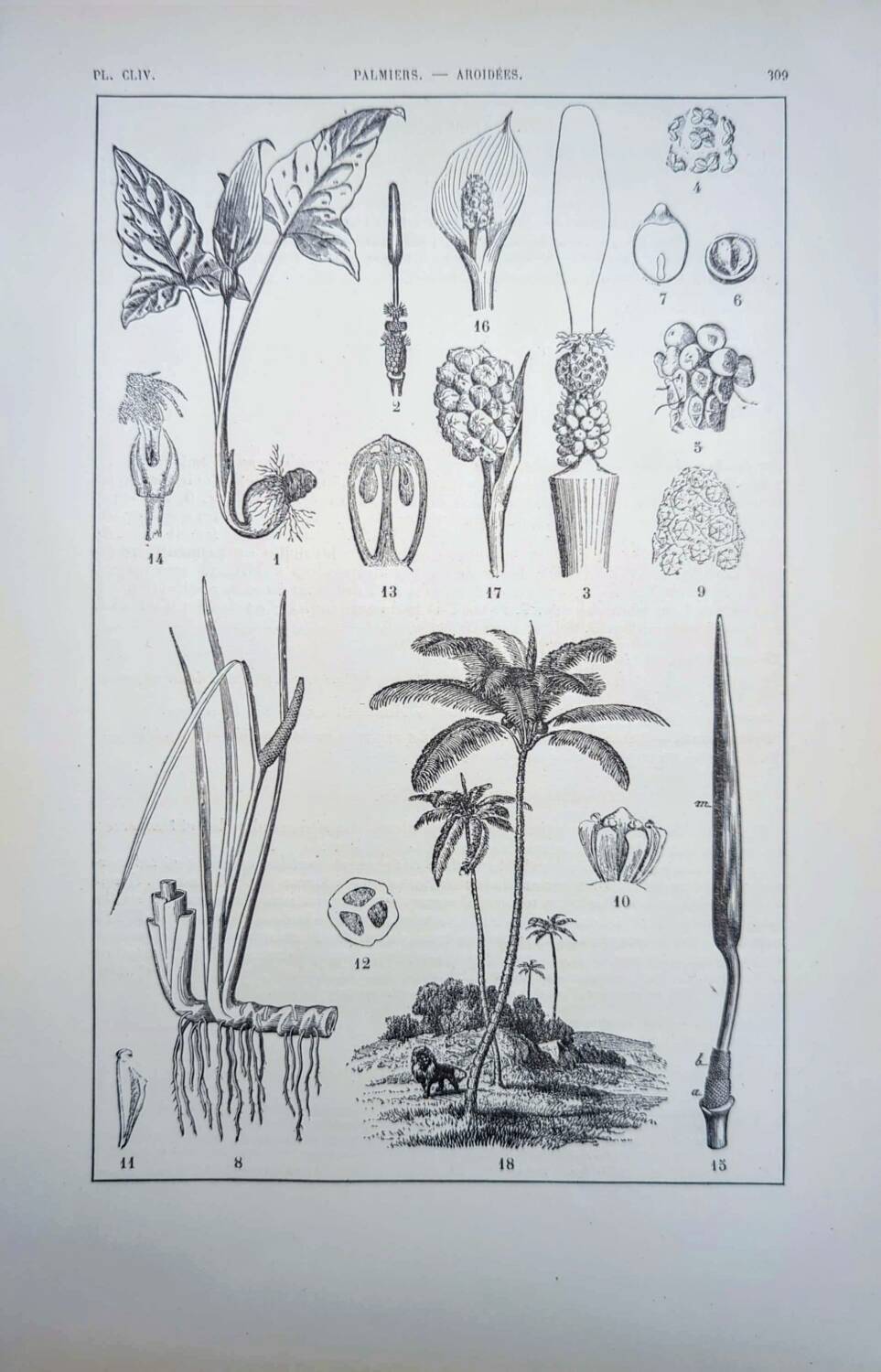 Printed in 1889, Palms and Aroideae. Old botanical plate.