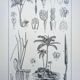 Printed in 1889, Palms and Aroideae. Old botanical plate.