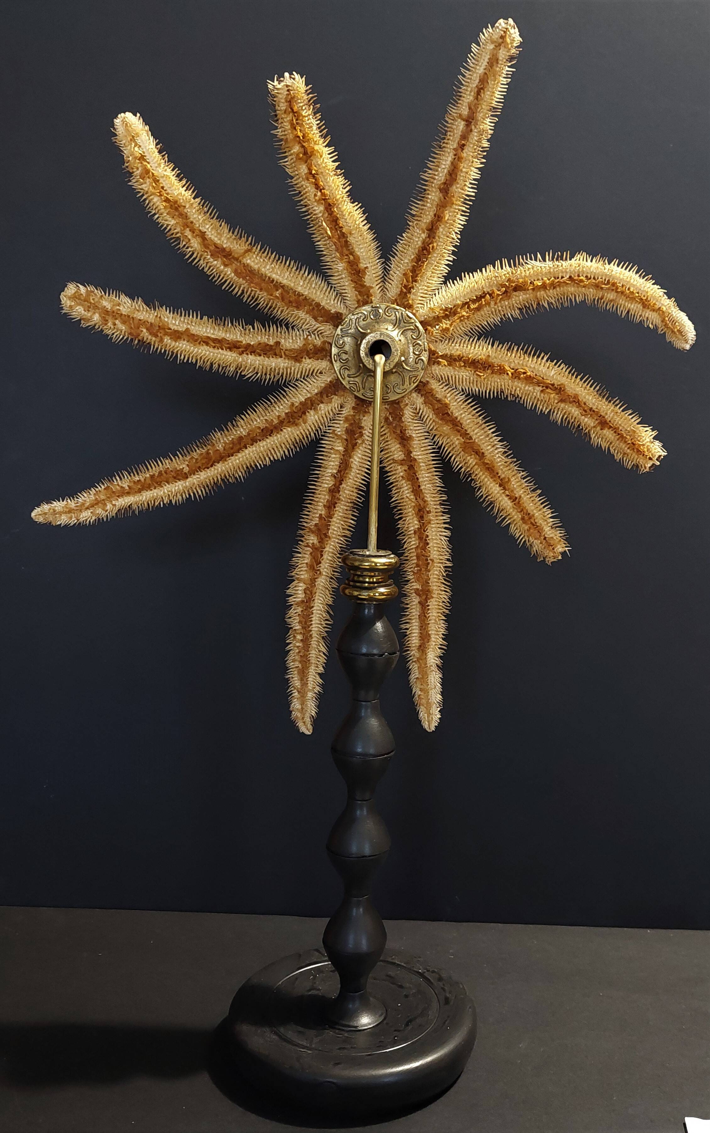Cabinet de Curiosités étoile de mer luiduia magnifica sur socle