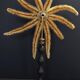 Cabinet de Curiosités étoile de mer luiduia magnifica sur socle