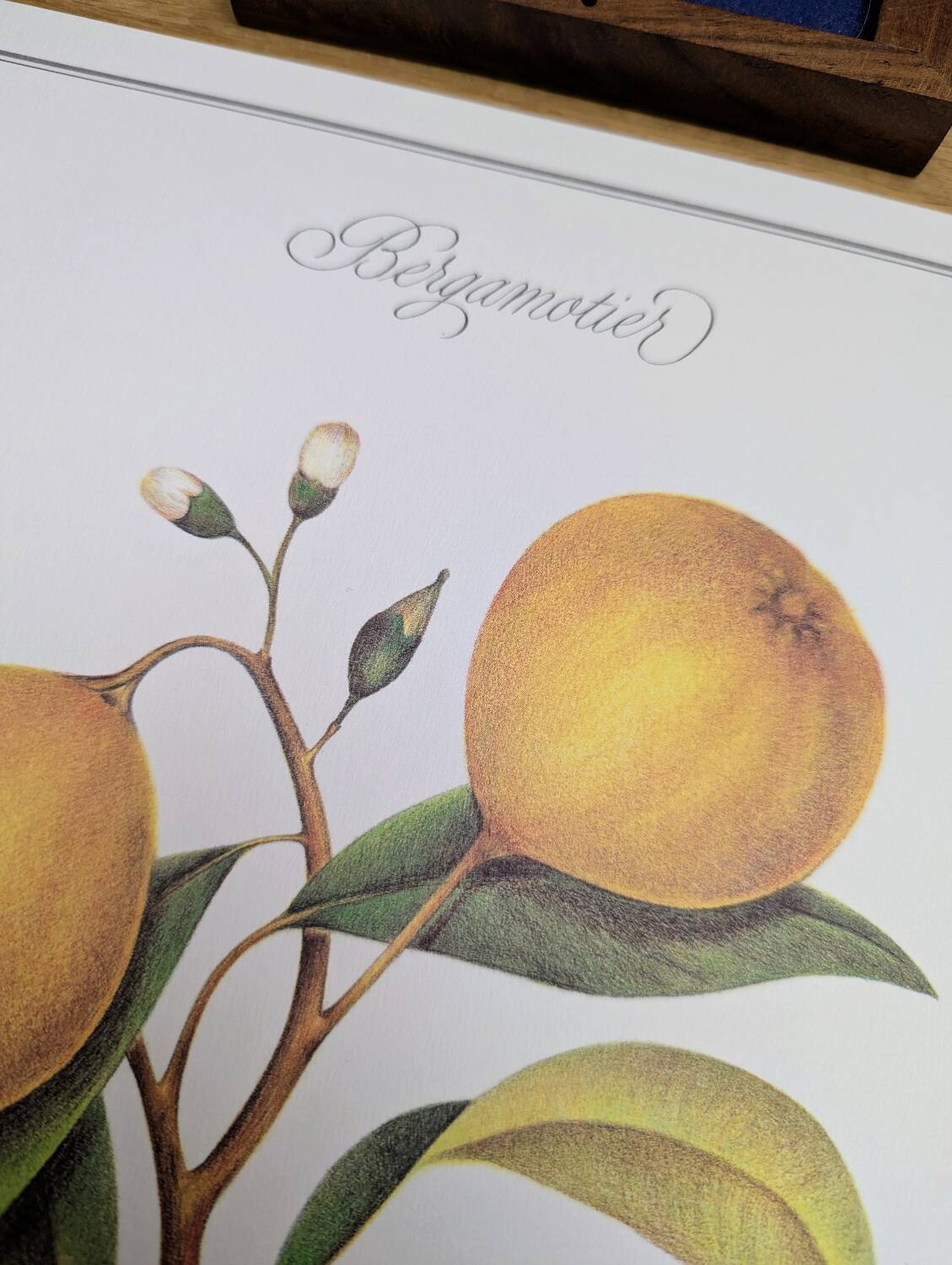 Printed in 1986, the bergamot tree. Vintage Botany.