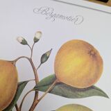 Printed in 1986, the bergamot tree. Vintage Botany.