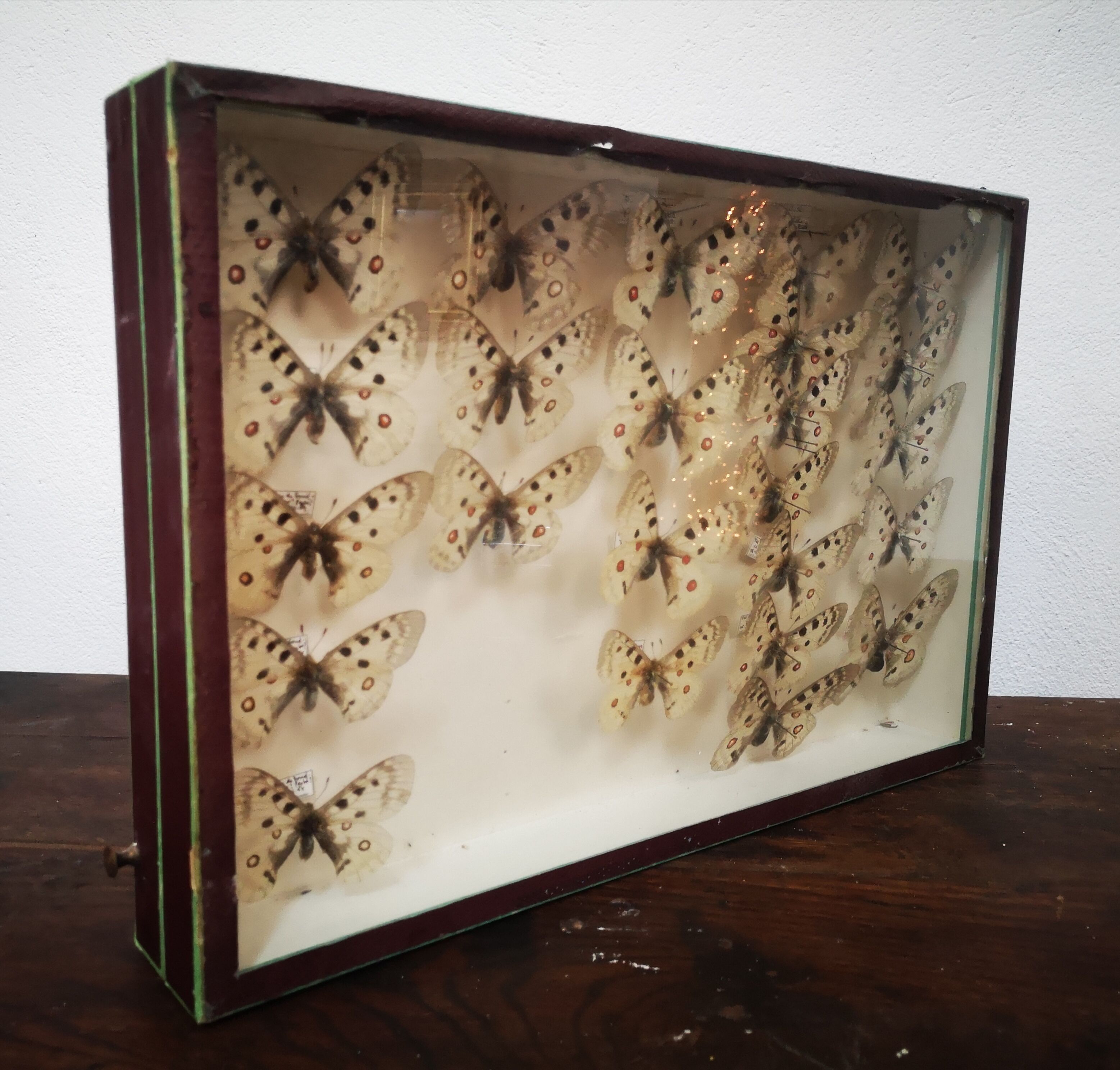 Carde ancient butterflies