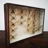 Carde ancient butterflies