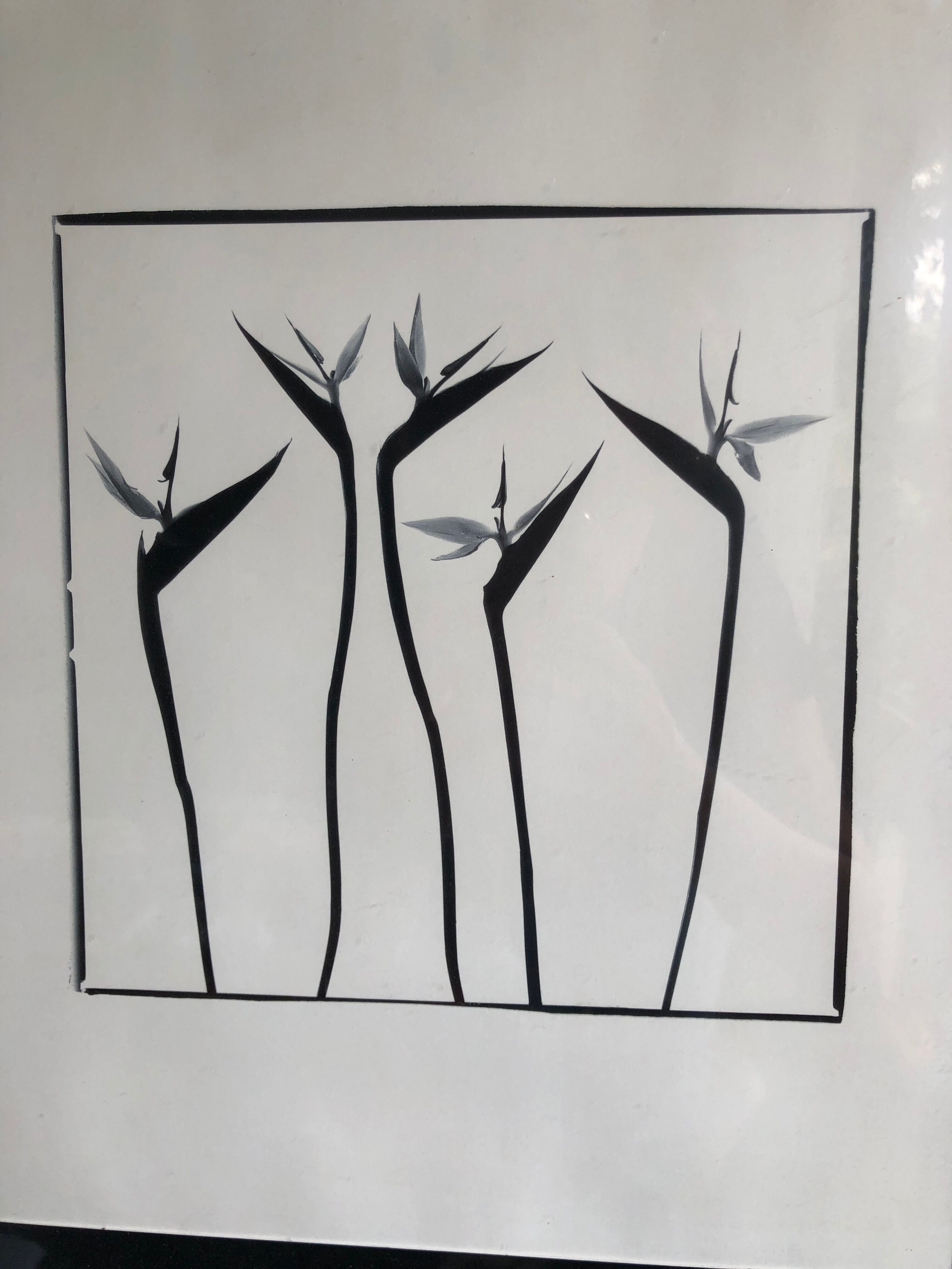 Flowers black and white framed print