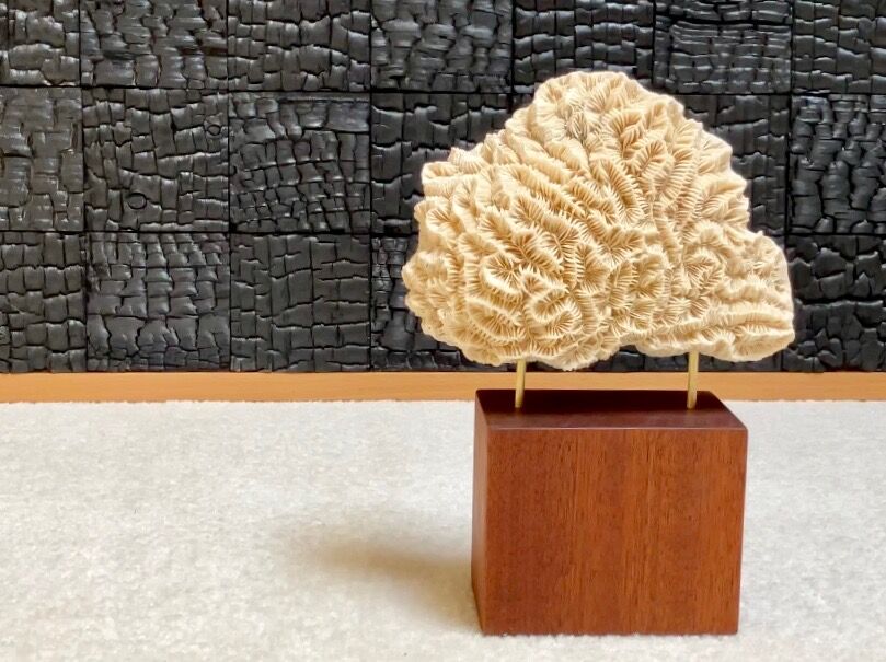 Fossil coral on pedestal