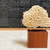 Fossil coral on pedestal