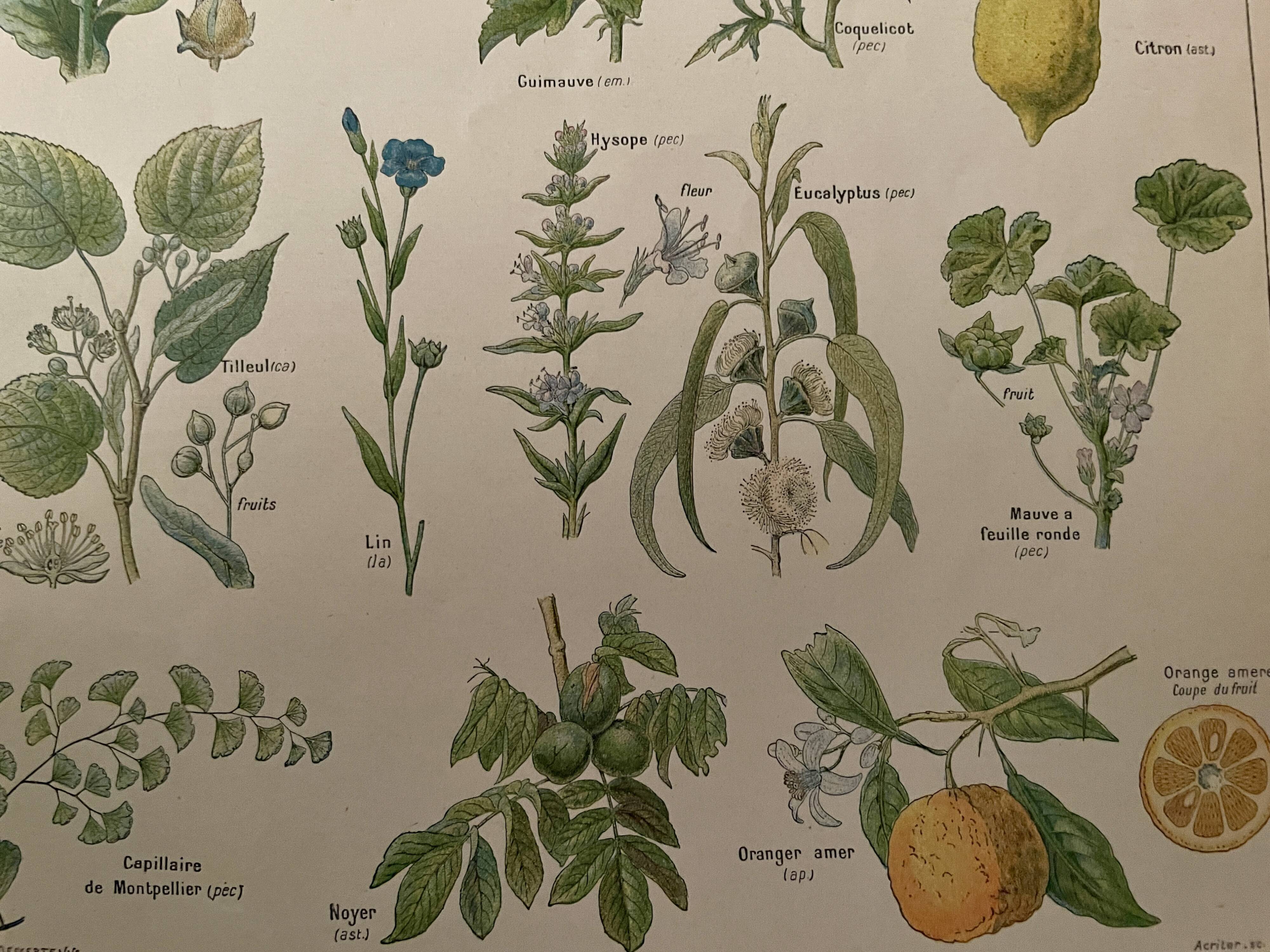 Lithograph medicinal plants (XXIV) - 1920