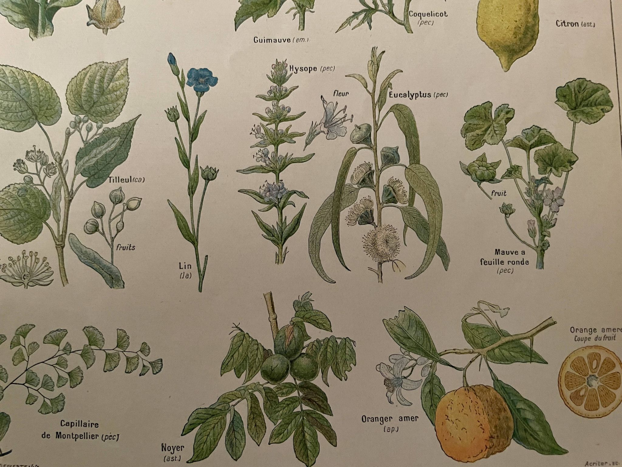 Lithograph medicinal plants (XXIV) - 1920
