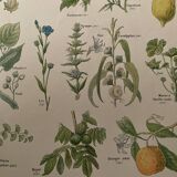 Lithograph medicinal plants (XXIV) - 1920