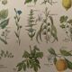 Lithograph medicinal plants (XXIV) - 1920