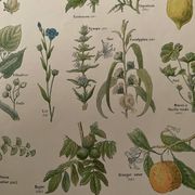 Lithograph medicinal plants (XXIV) - 1920