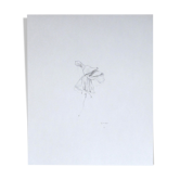 Fuchsia, dessin original