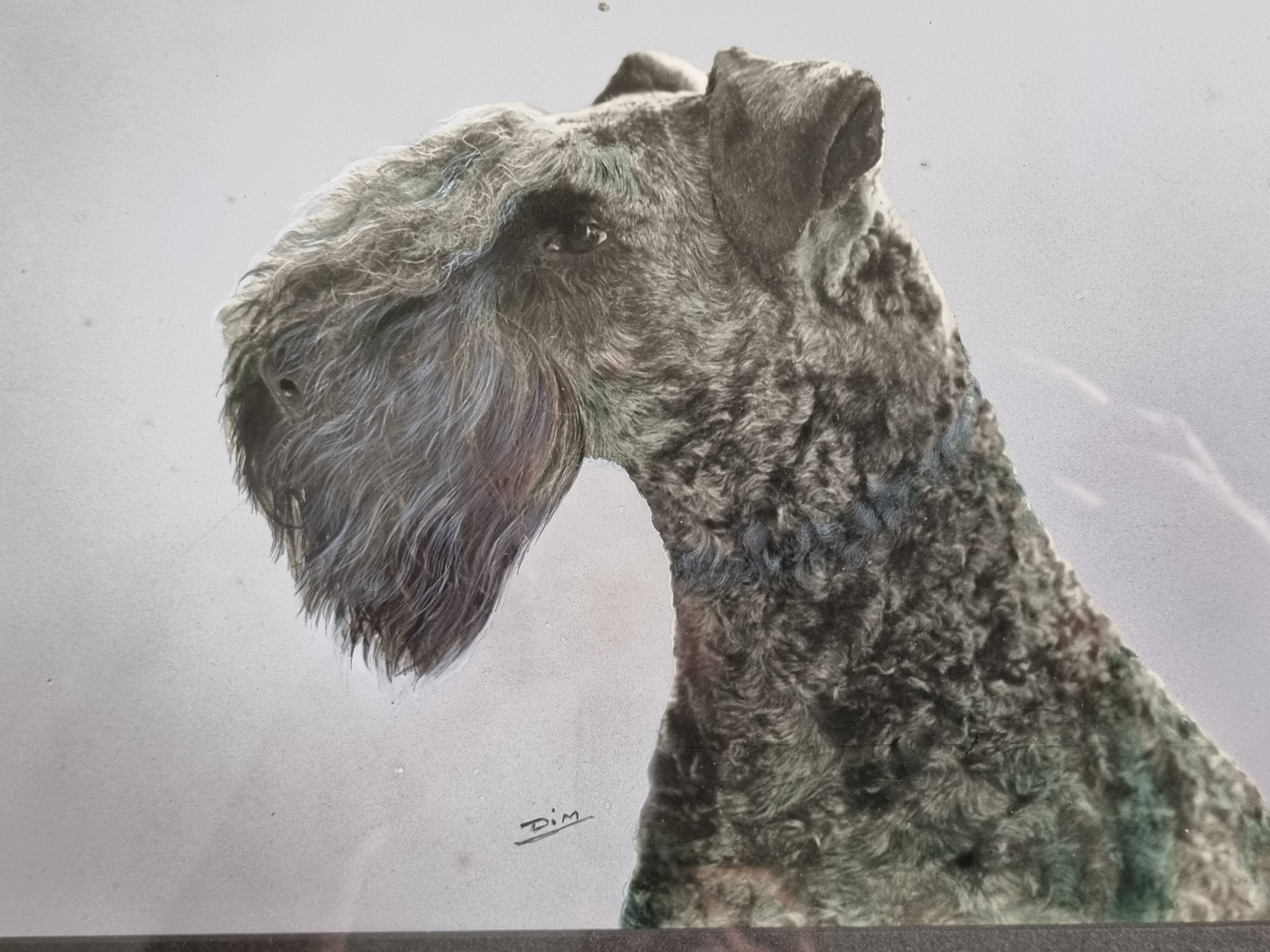 Old photograph, dog portrait signed by Henry Dimont (Dim), 32 x 25 cm