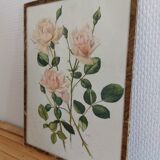 Tableau botanique rose
