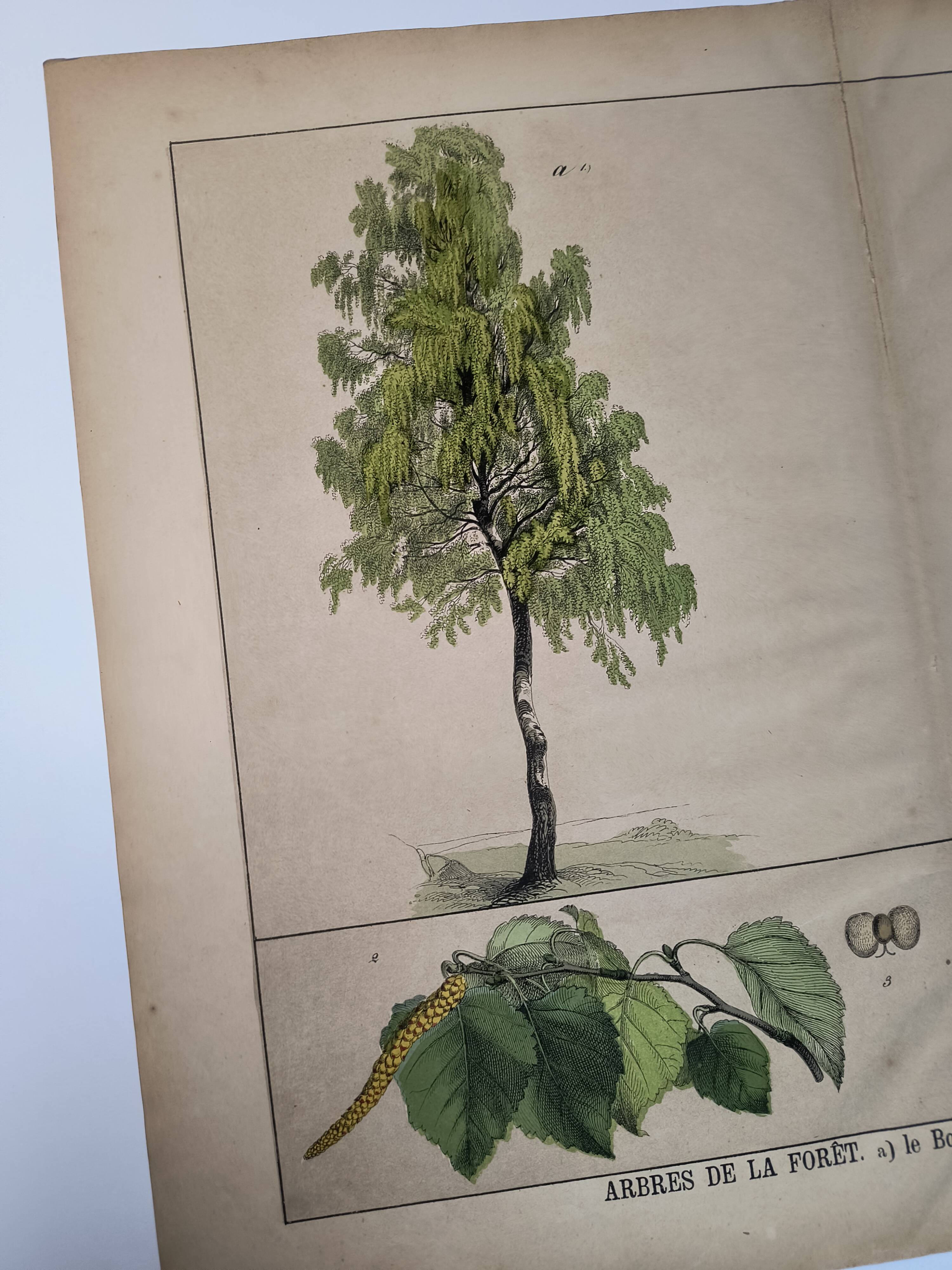 Planche botanique 1870. Arbres : Bouleau et Pin. Gravure ancienne