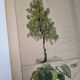 Planche botanique 1870. Arbres : Bouleau et Pin. Gravure ancienne