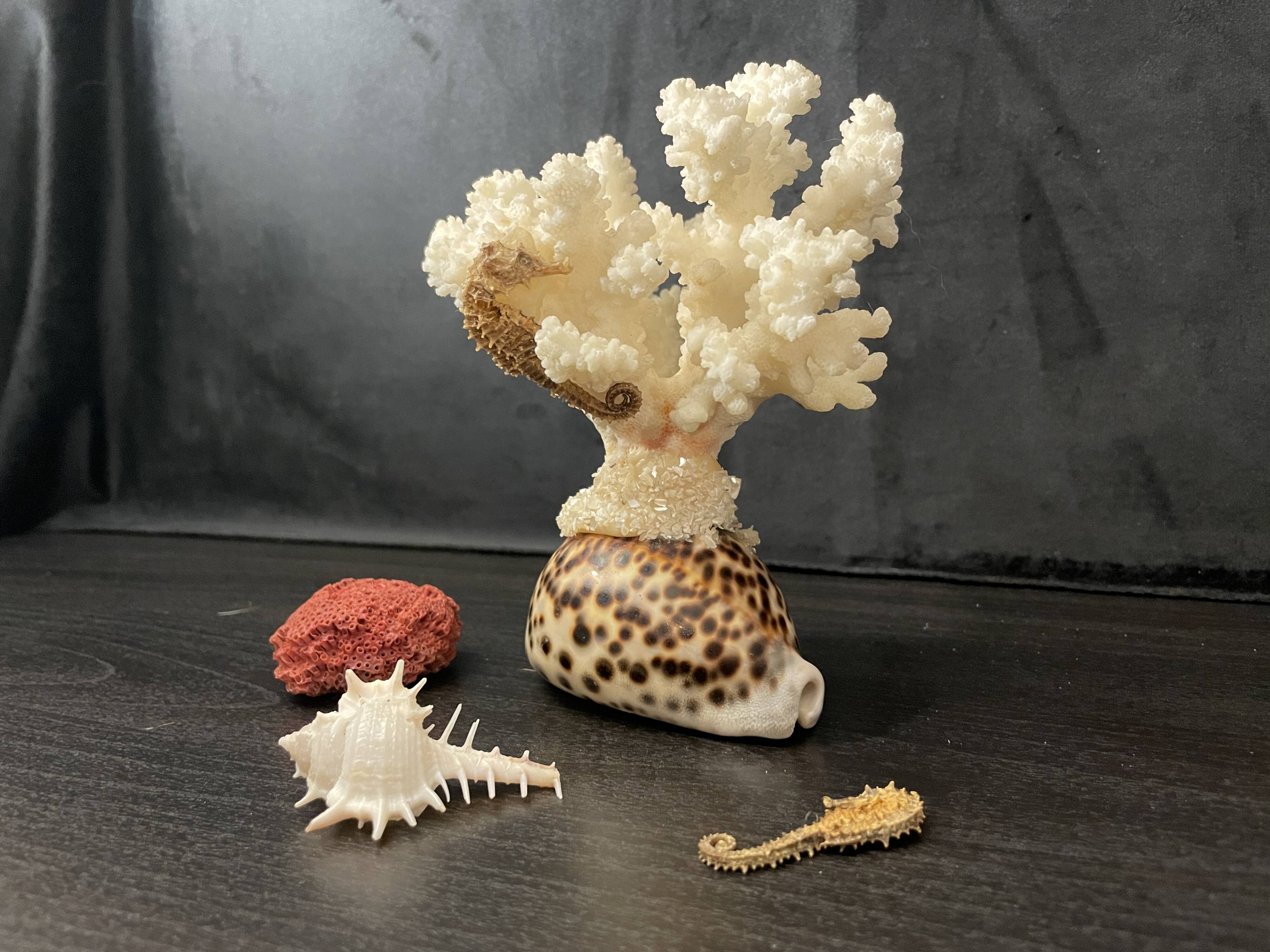 Marine curiosities (coral, seahorses, shells)