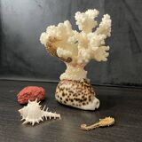 Curiosités marines (Coraïl, hippocampes, coquillages)