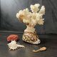 Marine curiosities (coral, seahorses, shells)