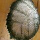 Empty Pocket / Basket / Ceramic Dish Barbotine Cabbage Leaf signed GV