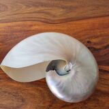Nautilus mother-of-pearl shell Nautilus
