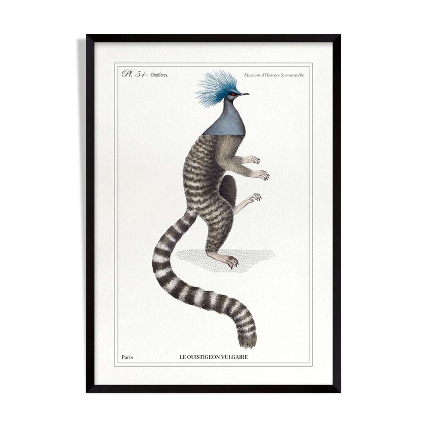 Chimera lithography animal engraving - the ouistigeon