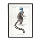 Chimera lithography animal engraving - the ouistigeon