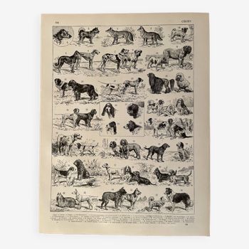 Lithographie gravure sur les chiens - 1900