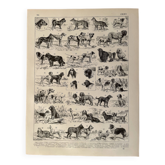 Lithograph engraving on dogs - 1900
