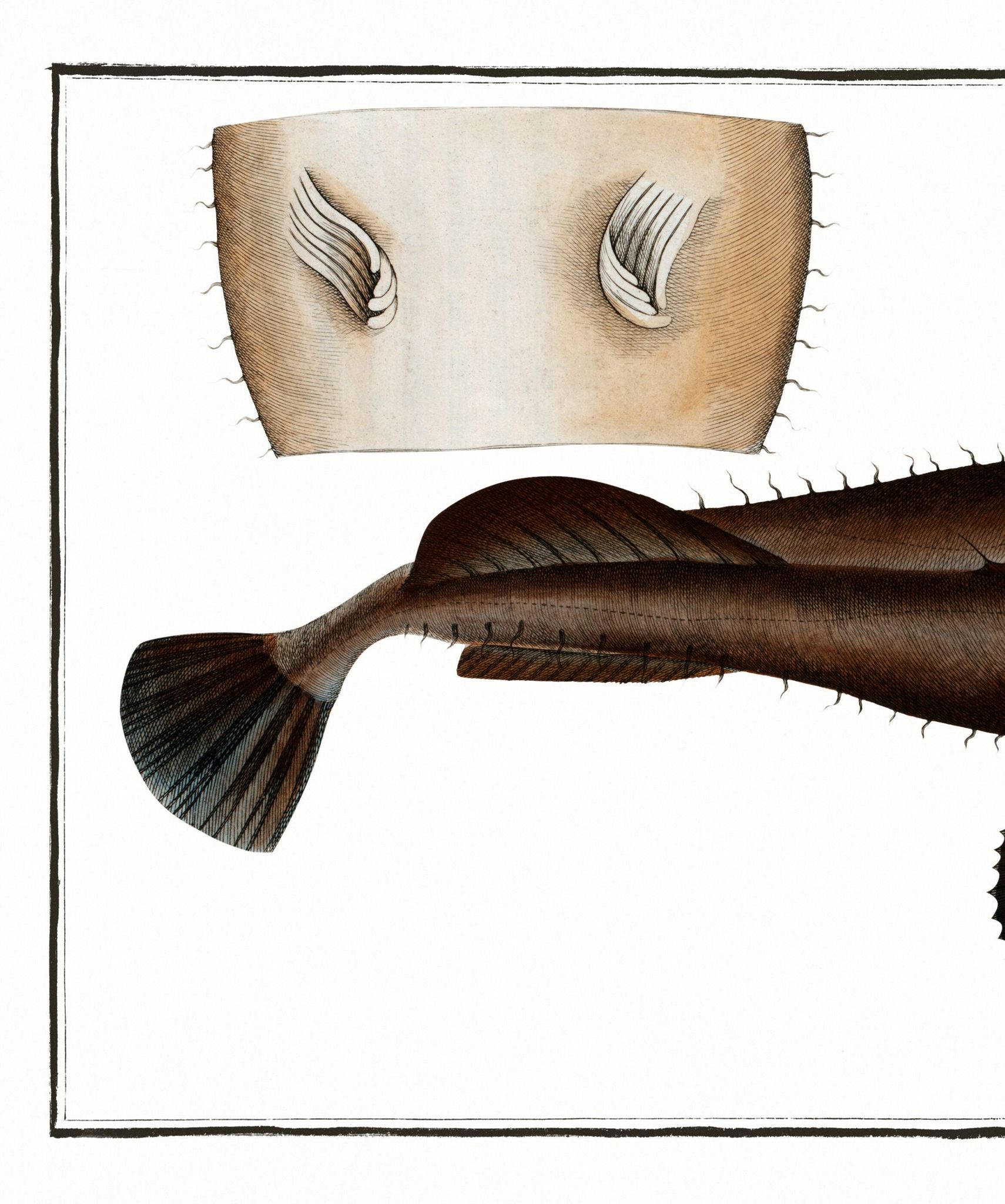 Poster about the anglerfish, based on an old engraving from 1746.