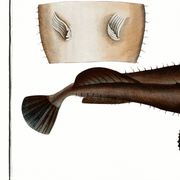 Poster about the anglerfish, based on an old engraving from 1746.