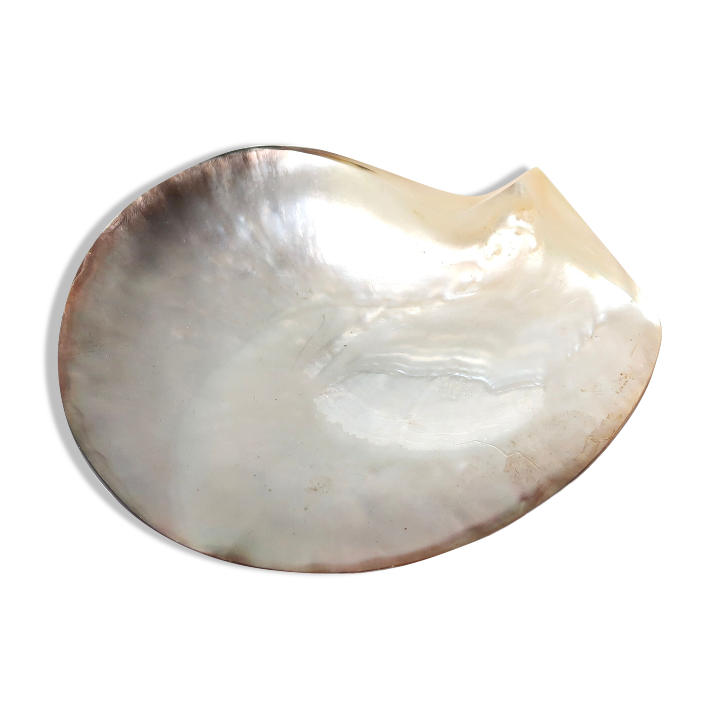 Empty mother-of-pearl pocket, polished pearl oyster, 70s