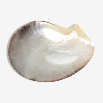 Empty mother-of-pearl pocket, polished pearl oyster, 70s