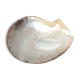 Empty mother-of-pearl pocket, polished pearl oyster, 70s
