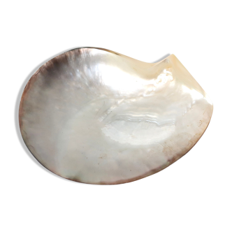 Empty mother-of-pearl pocket, polished pearl oyster, 70s
