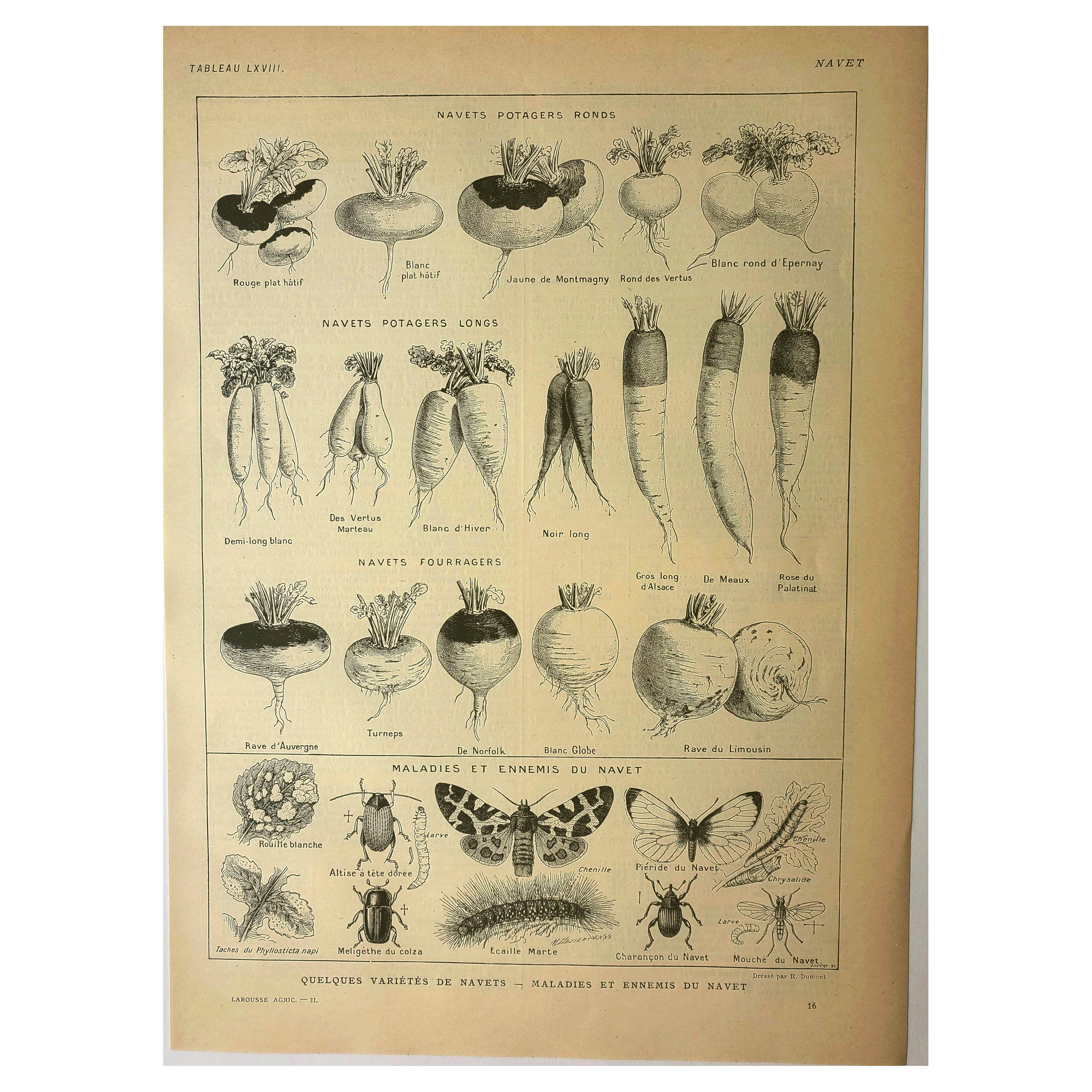 Botanical plate 1921 M. Dessertenne - Vegetable garden turnip - old engraving