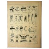 Botanical plate 1921 M. Dessertenne - Vegetable garden turnip - old engraving