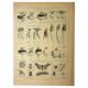 Botanical plate 1921 M. Dessertenne - Vegetable garden turnip - old engraving
