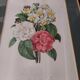 Engraving after Pierre Joseph Redouté engraved by Victor bouquet camellias