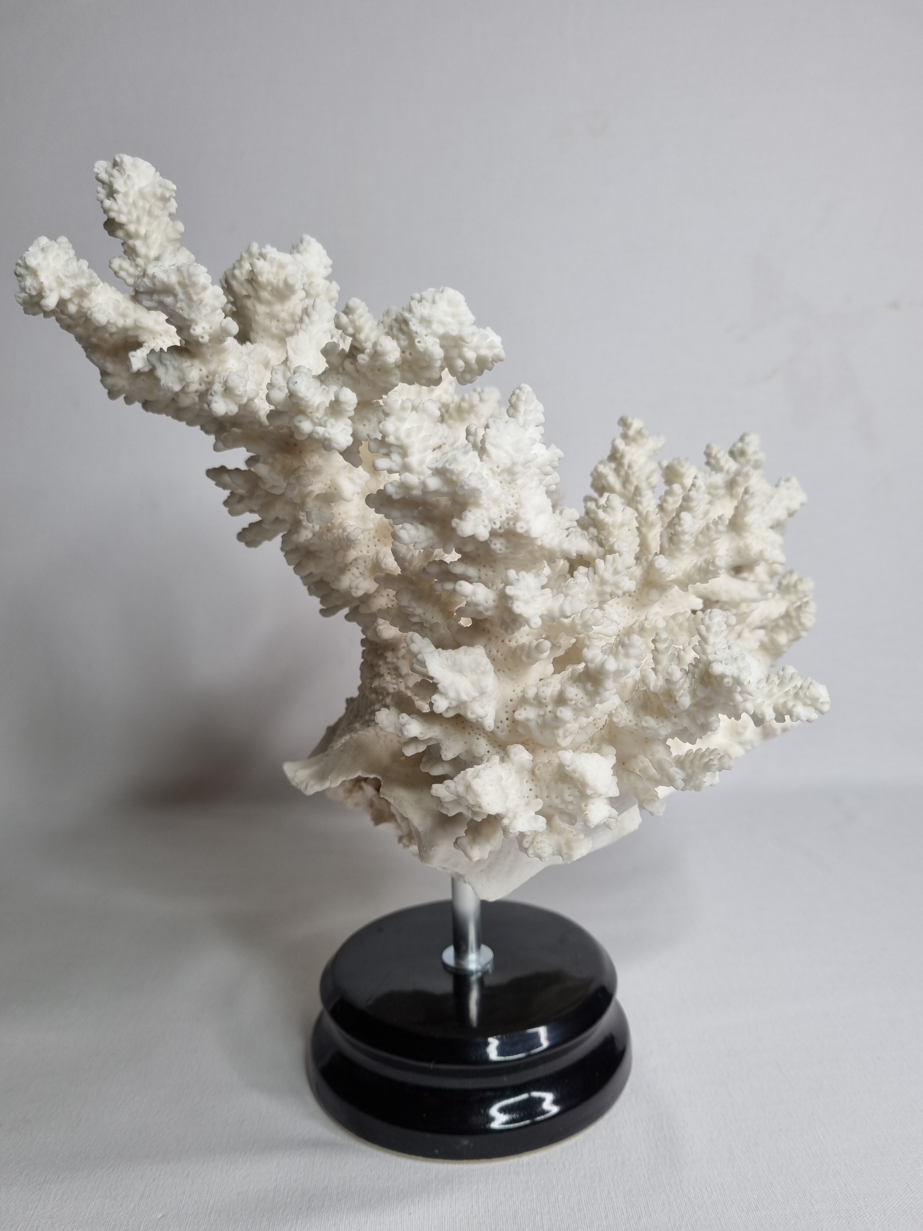 Old white coral in branches on base, 32 cm