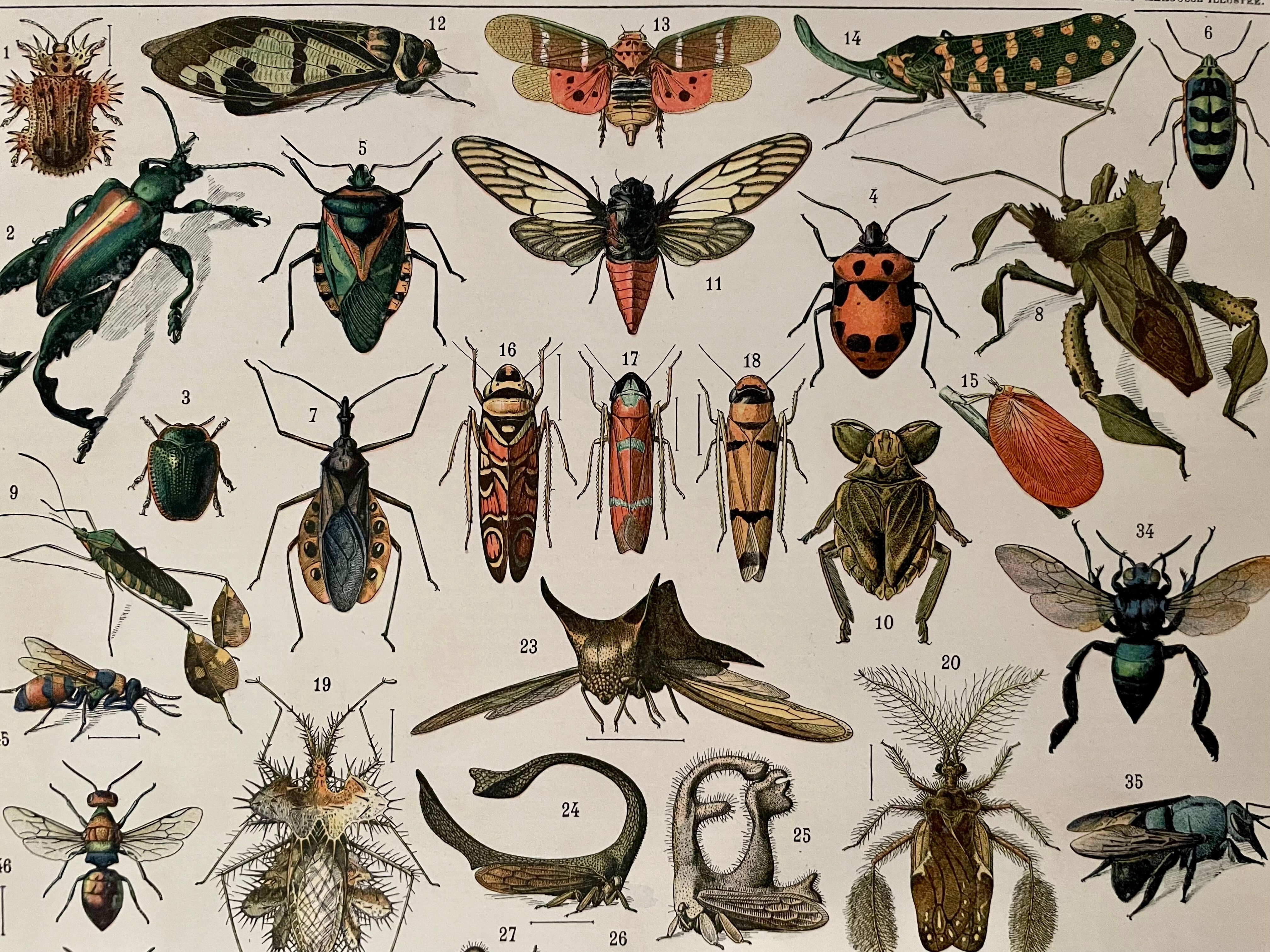 Lithographie gravure insectes de 1897 (Platypria echidna)