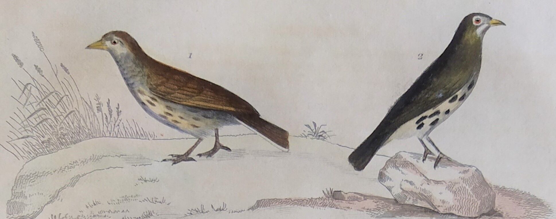 Original Ornithological plate " Lark of the fields - Farlouse - &c... " Buffon (1836)