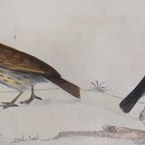 Original Ornithological plate " Lark of the fields - Farlouse - &c... " Buffon (1836)