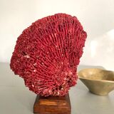 Red coral Tubipora, cabinet of curiosities
