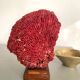 Corail rouge Tubipora, cabinet de curiosités